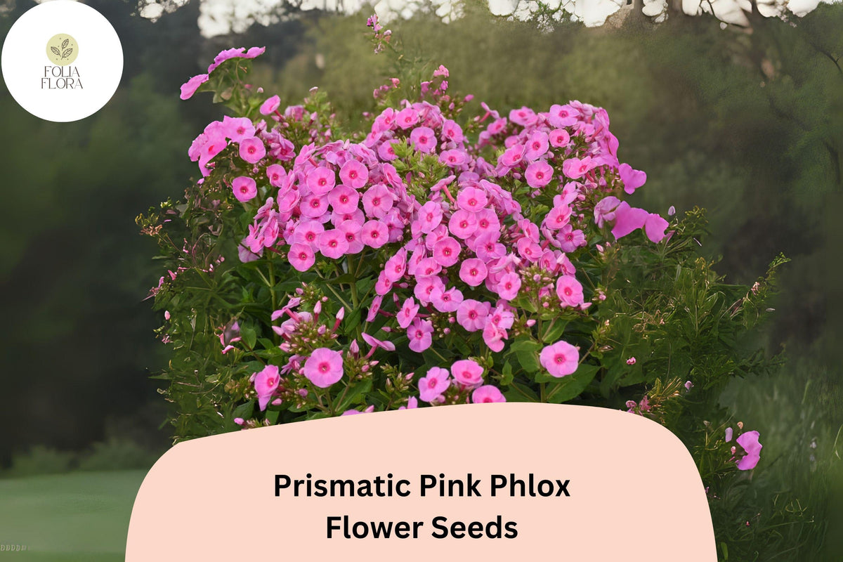 100 Prismatic Pink Phlox Seeds - Summer Perennial Flowers