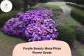 100 Purple Beauty Moss Phlox Seeds – Perennial Ground Cover