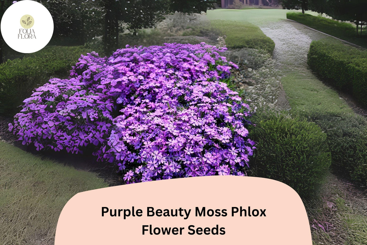 100 Purple Beauty Moss Phlox Seeds – Perennial Ground Cover