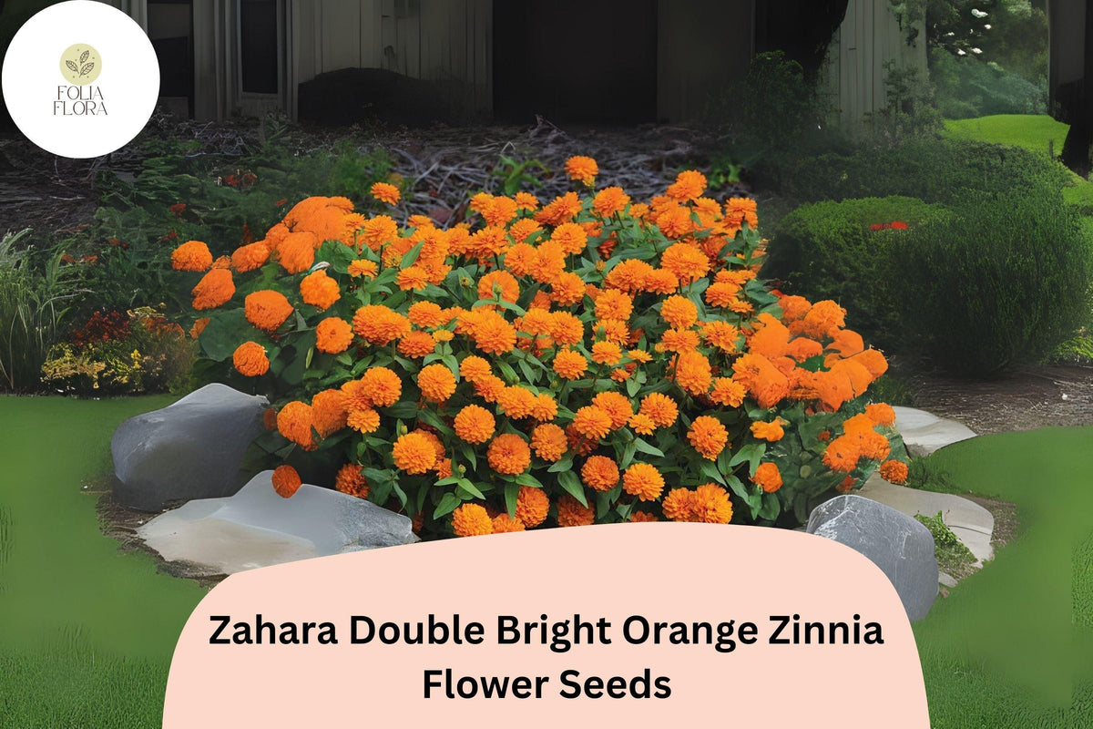 100 Zahara Double Bright Orange Zinnia Seeds for Planting | Pollinator-Friendly Blooms