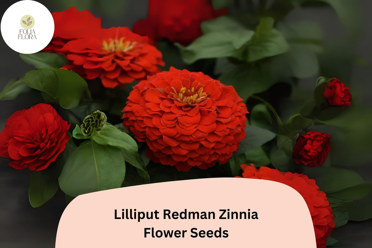 100 Lilliput Redman Zinnia Seeds | Heirloom Red-Orange Blooms