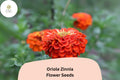 100 Oriole Zinnia Seeds - Orange-Scarlet Blooms, Pollinator Friendly