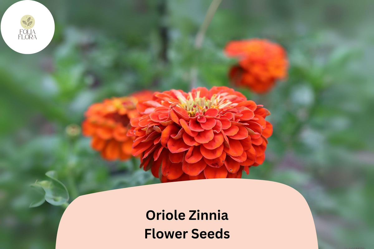 100 Oriole Zinnia Seeds - Orange-Scarlet Blooms, Pollinator Friendly