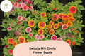 100 Swizzle Mix Zinnia Seeds - Two-Toned Annual Cut Flowers