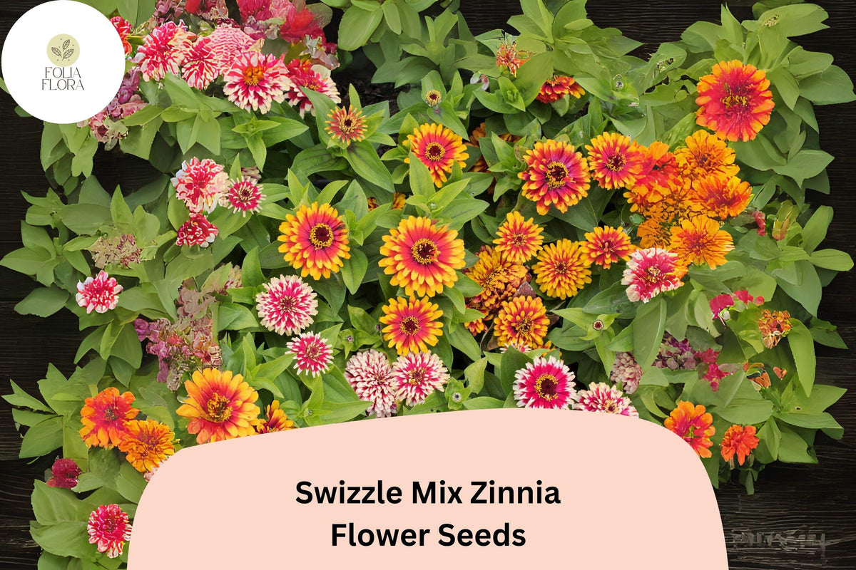 100 Swizzle Mix Zinnia Seeds - Two-Toned Annual Cut Flowers