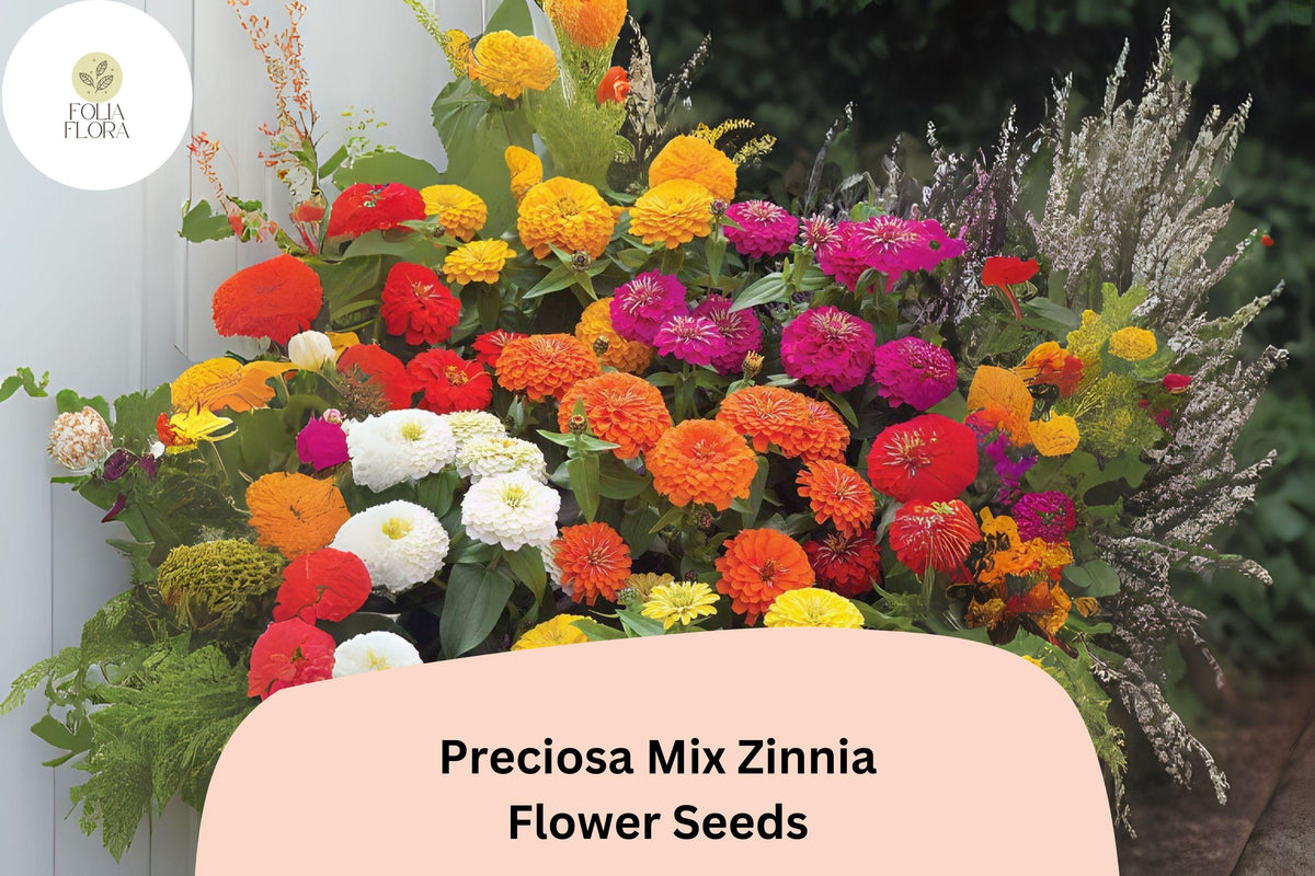 100 Preciosa Mix Zinnia Seeds – Colorful Annual Garden Flowers