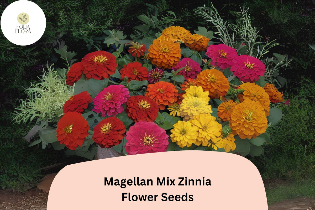 100 Magellan Mix Zinnia Seeds for Planting | Vibrant Garden Flowers