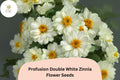 100 White Zinnia Seeds - Profusion Double Blooms, Cut Flower Variety