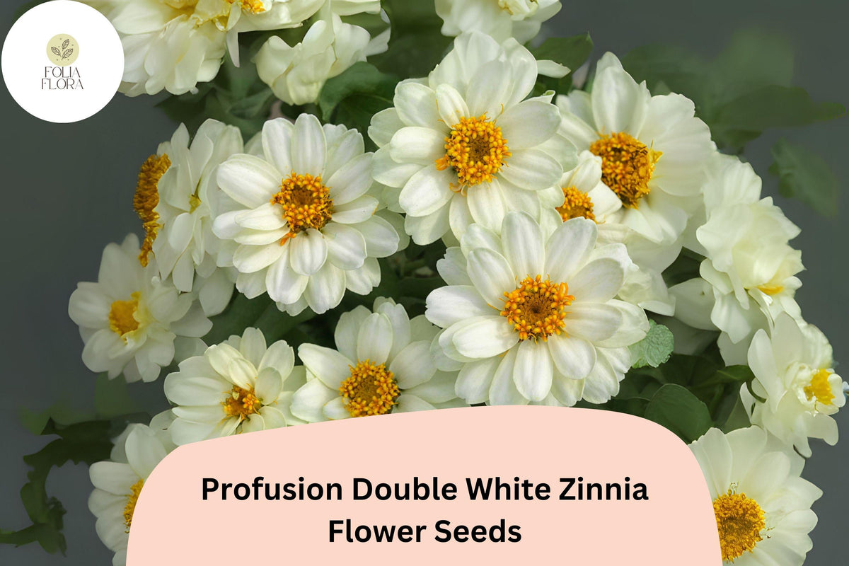 100 White Zinnia Seeds - Profusion Double Blooms, Cut Flower Variety