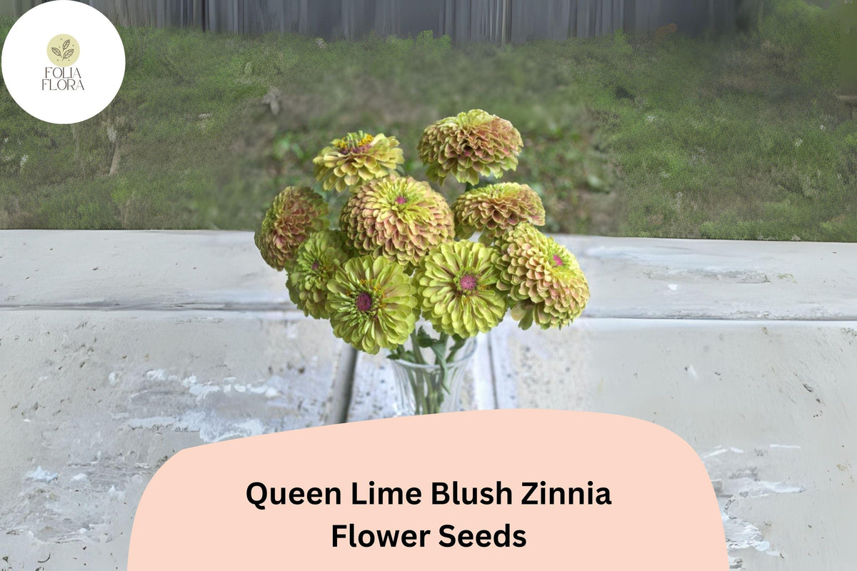 Queen Lime Blush Zinnia Seeds – 100 Pastel Garden Flower Seeds for Planting