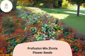 100 Profusion Mix Zinnia Seeds – Colorful Compact Blooms, Pollinator Friendly