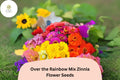100 Over the Rainbow Mix Zinnia Seeds – Colorful Annual Garden Flowers