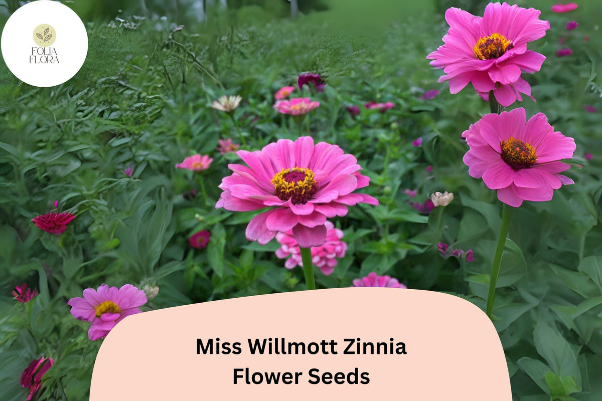 100 Miss Willmott Zinnia Seeds – Salmon-Pink Annual Flowers for Planting