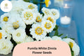 100 Pumila White Zinnia Seeds – Elegant Pure White Garden Flowers, Easy to Grow Annuals