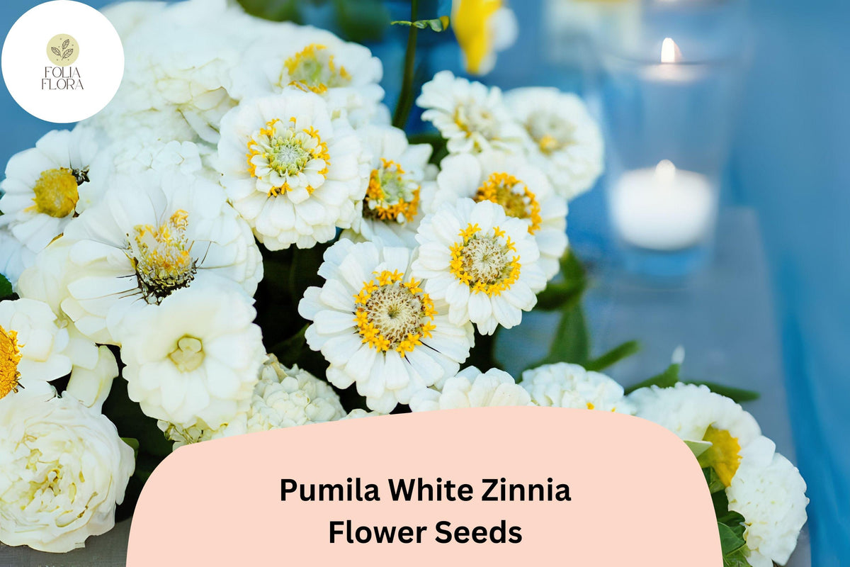 100 Pumila White Zinnia Seeds – Elegant Pure White Garden Flowers, Easy to Grow Annuals