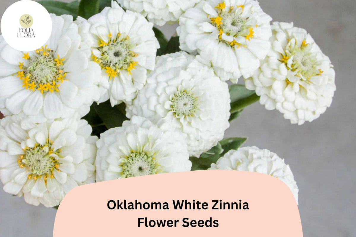 100 Oklahoma White Zinnia Seeds – Long-Lasting Pure White Blooms for Cut Flower Gardens