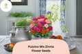 100 Pulcino Mix Zinnia Seeds - Dwarf Zinnia elegans for Pollinator Gardens