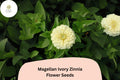 100 Magellan Ivory Zinnia Seeds - Creamy White Blooms for Cut Flower Gardens