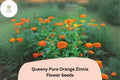 100 Queeny Orange Zinnia Seeds - Double Blooms for Cut Flowers