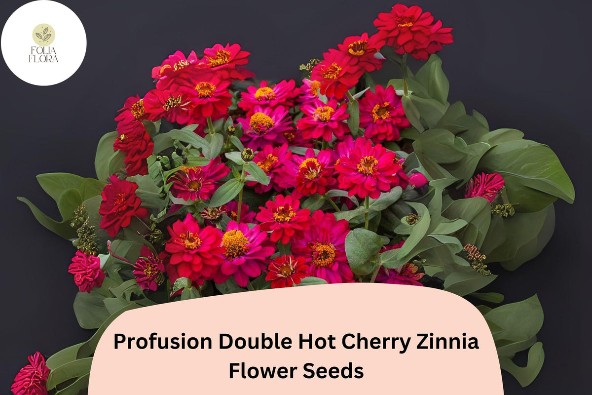 100 Profusion Double Hot Cherry Zinnia Seeds - Compact Cherry-Pink Double Blooms