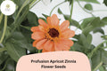 100 Profusion Apricot Zinnia Seeds - Peach-Orange Blooms for Summer Gardens