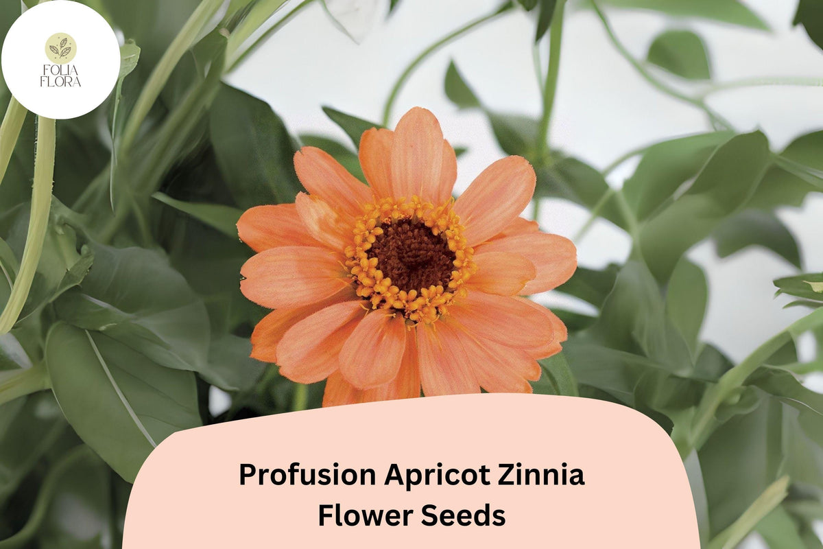 100 Profusion Apricot Zinnia Seeds - Peach-Orange Blooms for Summer Gardens