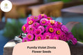 100 Pumila Violet Zinnia Seeds – Compact Purple Blooms for Summer Gardens