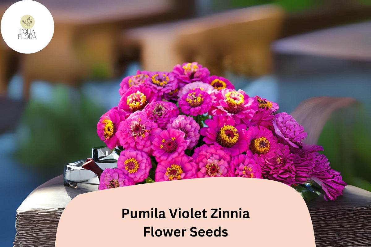 100 Pumila Violet Zinnia Seeds – Compact Purple Blooms for Summer Gardens