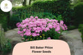 100 Bill Baker Phlox Seeds - Soft Pink Lavender Perennial Flower