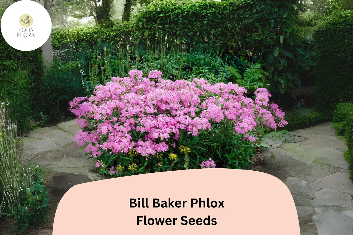 100 Bill Baker Phlox Seeds - Soft Pink Lavender Perennial Flower