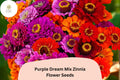 100 Purple Dream Zinnia Seeds - Violet Bloom Mix for Cut Flowers