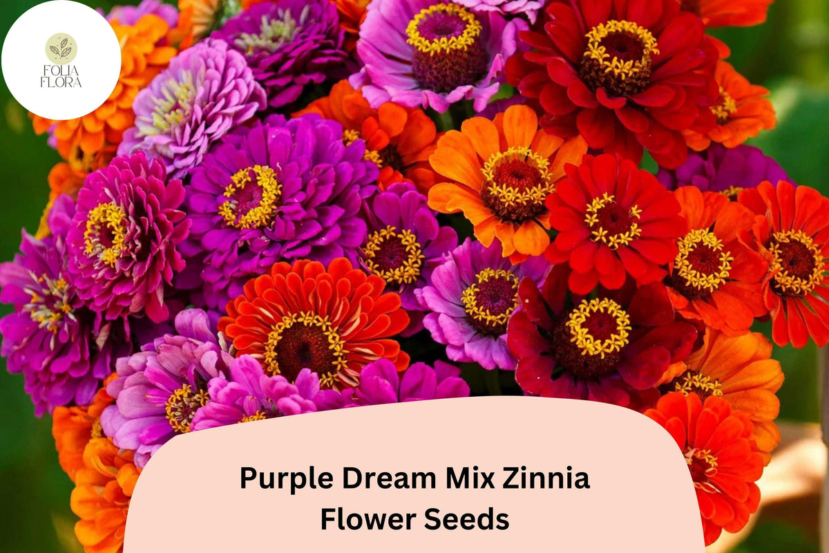 100 Purple Dream Zinnia Seeds - Violet Bloom Mix for Cut Flowers