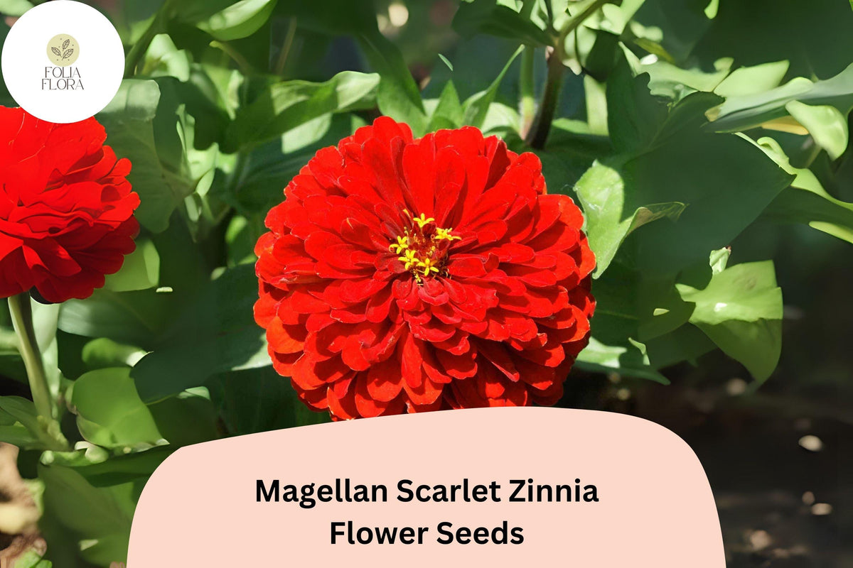 100 Magellan Scarlet Zinnia Seeds - Bold Red Blooms for Cutting Gardens