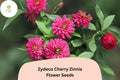 100 Zydeco Cherry Zinnia Seeds – Red Blooms, Heirloom Non-GMO