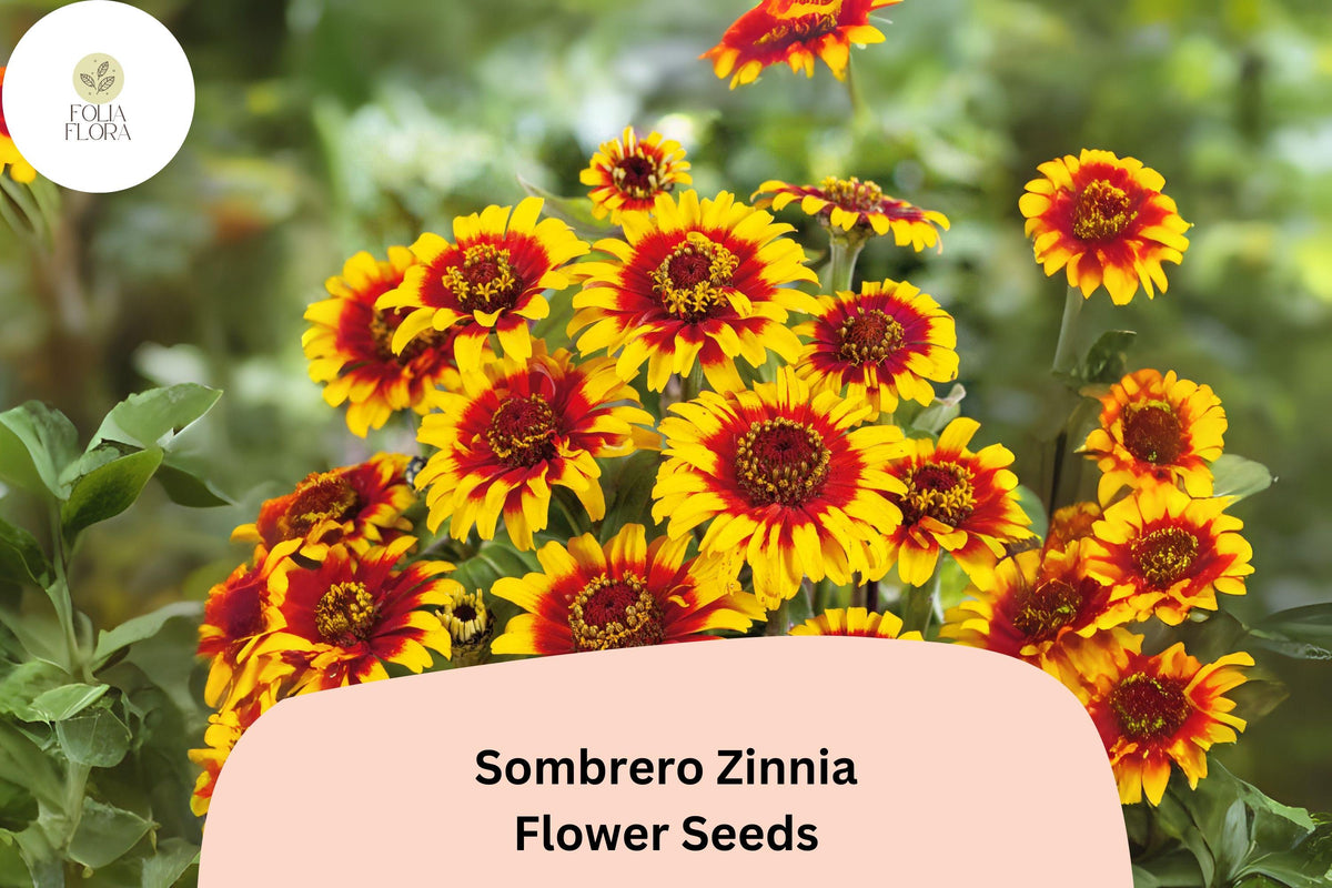 100 Sombrero Zinnia Seeds - Heirloom Non-GMO Annual Flowers for Planting