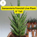 1 Sansevieria francisii Live Succulent Plant 5" Tall - Drought-Tolerant Snake Plant