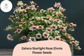 100 Zahara Starlight Rose Zinnia Seeds – Hybrid Non-GMO Annual Flowers for Garden Planting & Borders