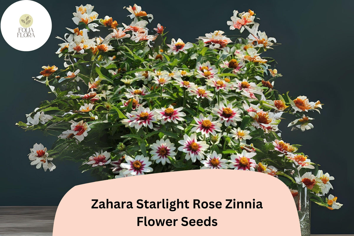 100 Zahara Starlight Rose Zinnia Seeds – Hybrid Non-GMO Annual Flowers for Garden Planting & Borders