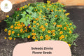 100 Soleado Zinnia Seeds - Golden Yellow Flowers, Non-GMO