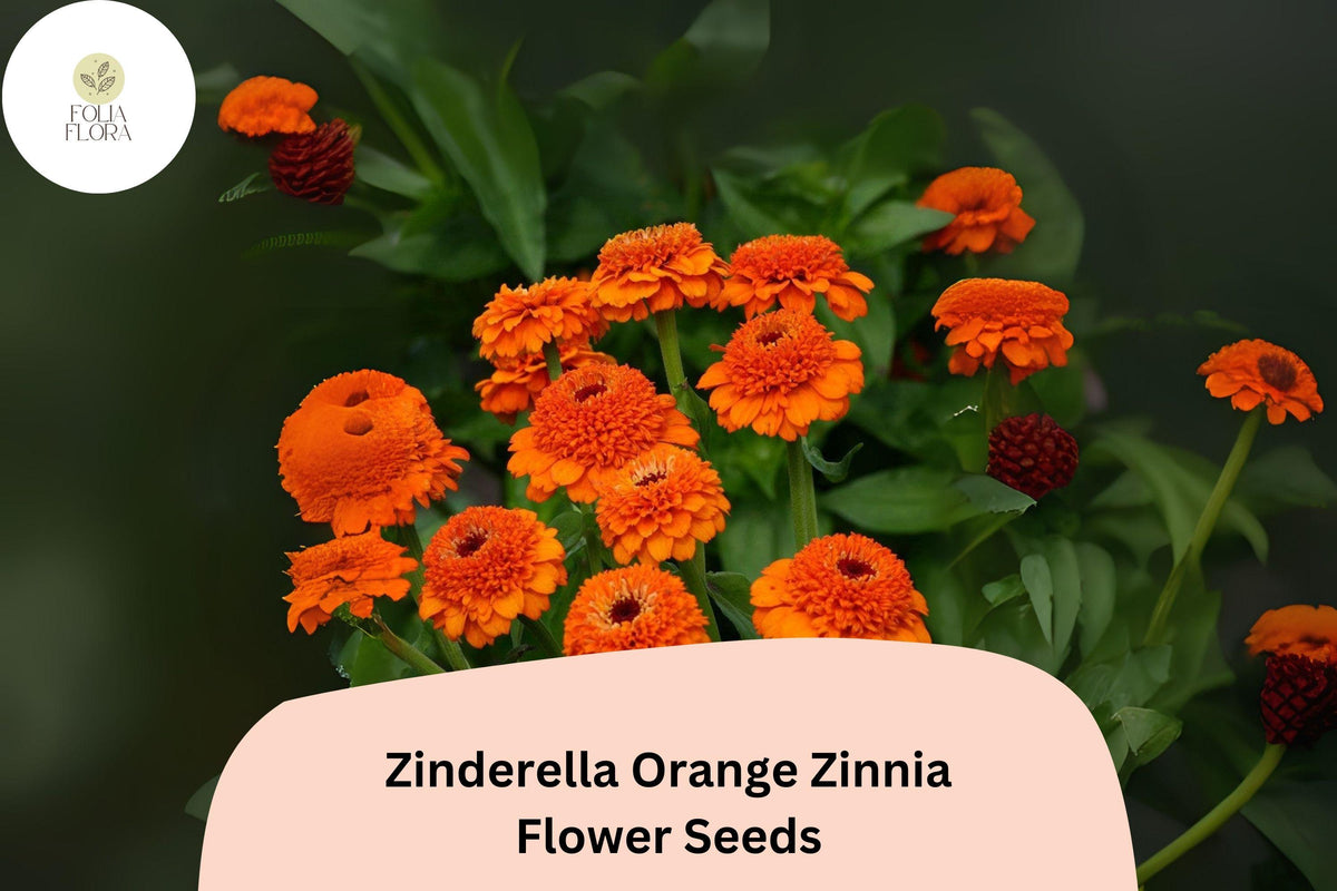 100 Zinderella Orange Zinnia Seeds - Double Bloom Non-GMO Flower Seeds for Planting