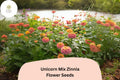 100 Unicorn Mix Zinnia Seeds – Pastel & Bright Blend, Non-GMO