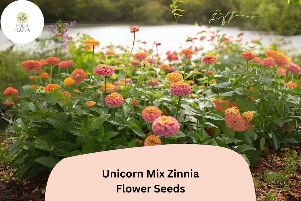 100 Unicorn Mix Zinnia Seeds – Pastel & Bright Blend, Non-GMO