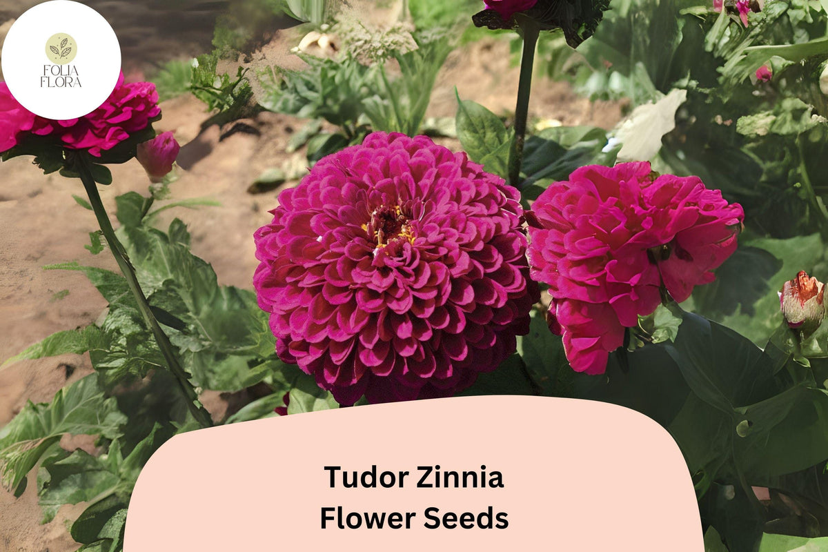 100 Tudor Zinnia Seeds - Bi-Color Zinnia elegans for Cut Flower Gardens