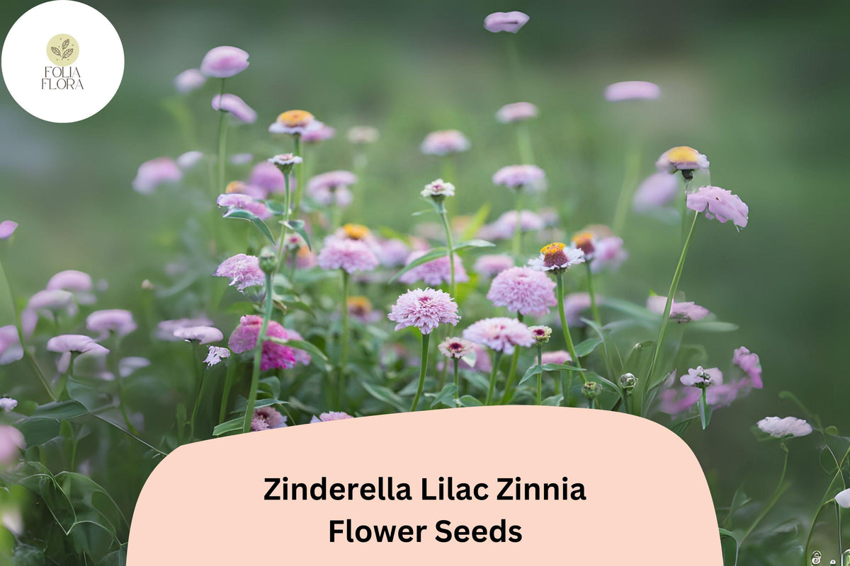 100 Zinderella Lilac Zinnia Seeds – Double Scabiosa Blooms for Cutting Gardens