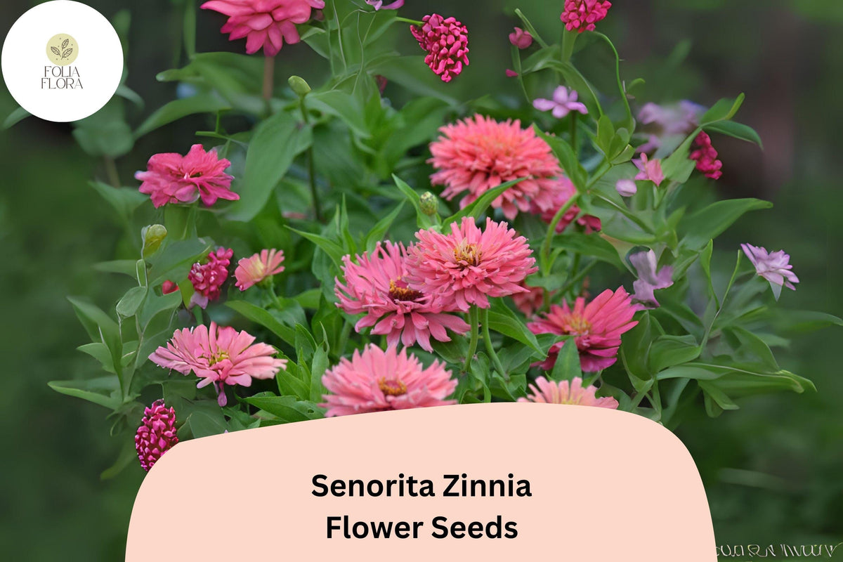 100 Señorita Zinnia Seeds – Bright Pink Blooms for Garden Borders & Cut Flowers