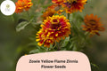 100 Zowie Yellow Flame Zinnia Seeds - Non-GMO Bi-Color Blooms