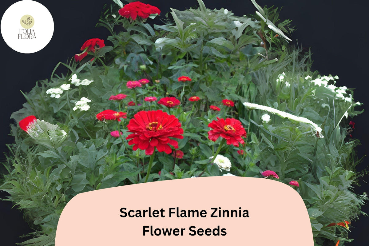 100 Scarlet Flame Zinnia Seeds – Bright Red Blooms for Garden Borders & Cut Flowers