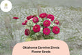 100 Oklahoma Carmine Zinnia Seeds - Rose-Red Blooms for Garden Borders & Cut Flowers