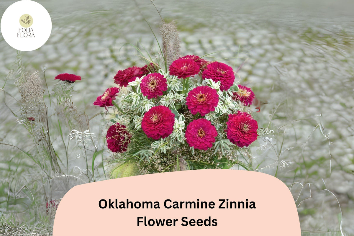 100 Oklahoma Carmine Zinnia Seeds - Rose-Red Blooms for Garden Borders & Cut Flowers