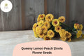Queeny Lemon Peach Zinnia Seeds – 100 Non-GMO Flower Seeds for Unique Blooms